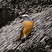 Cape Rock-Thrush